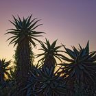 Aloe Ferox_1