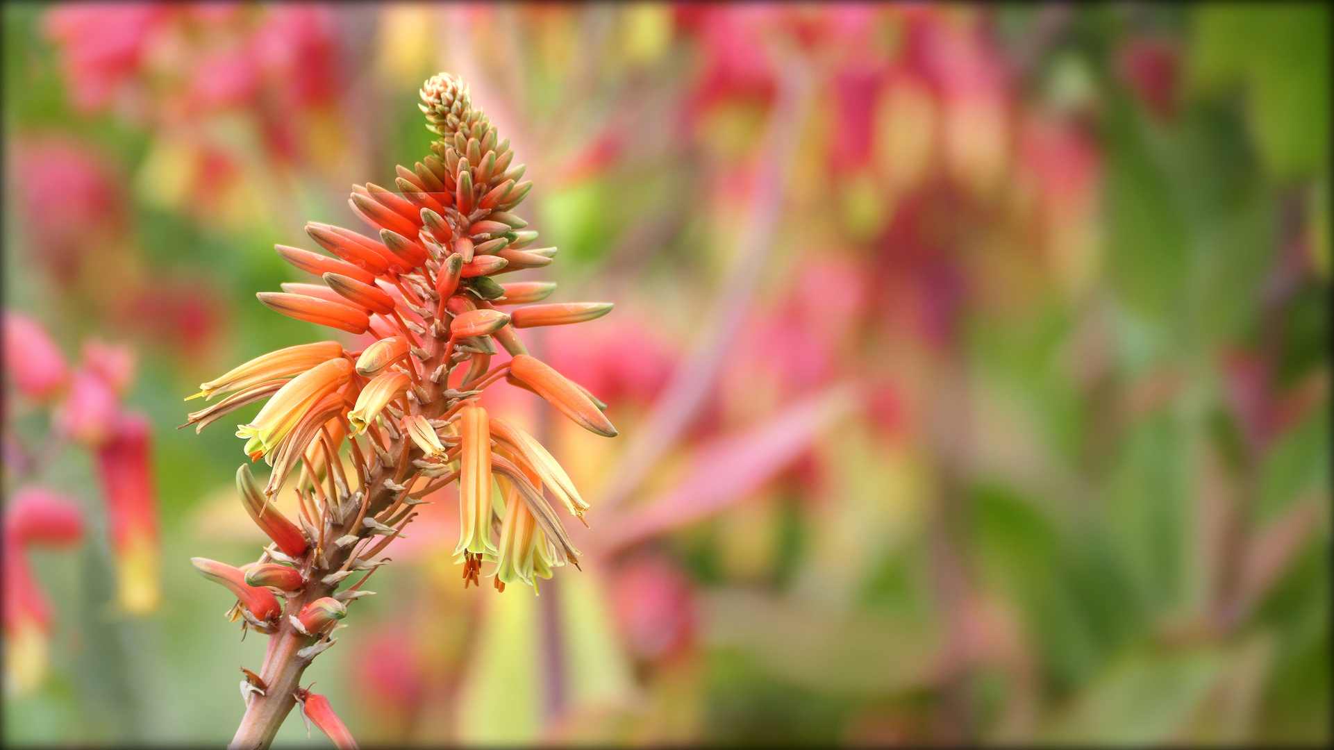 ... aloe flower