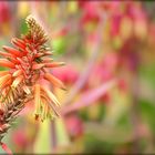 ... aloe flower