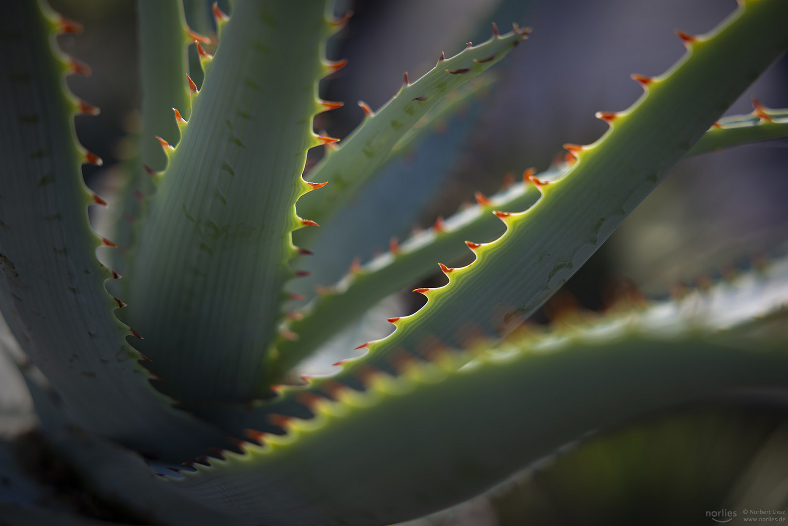 aloe glauca miller