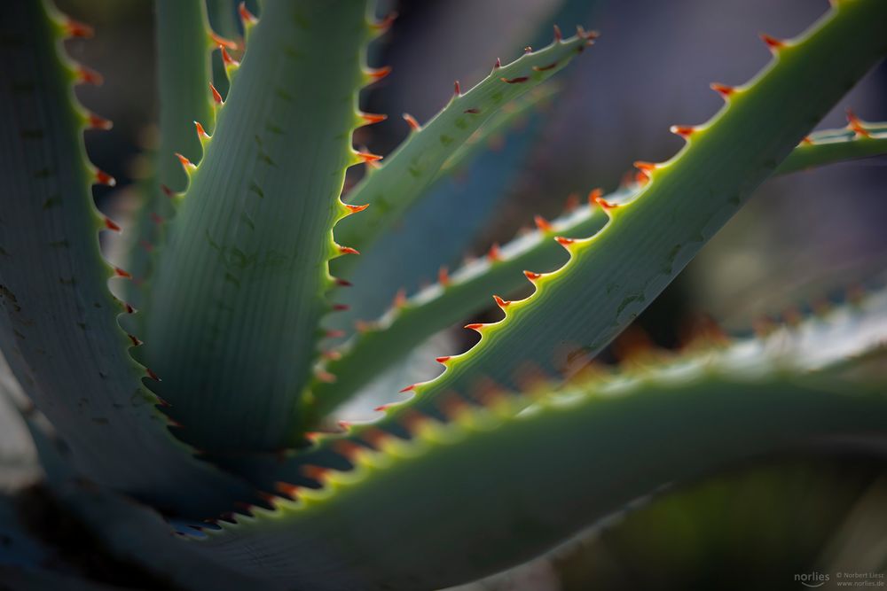 aloe glauca miller