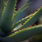 aloe glauca miller