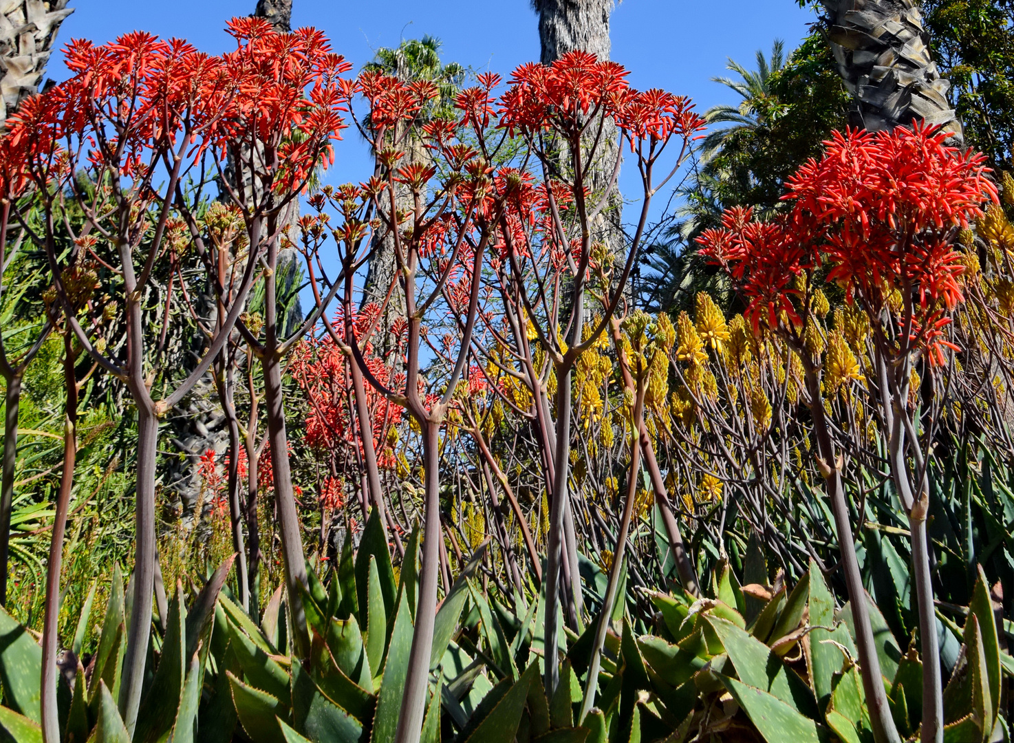 Aloe hereroensis