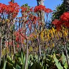 Aloe hereroensis