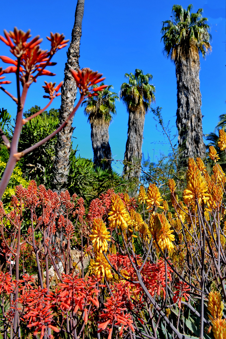 Aloe hereroensis unter südlicher Sonne