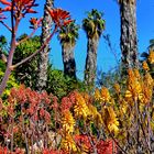 Aloe hereroensis unter südlicher Sonne