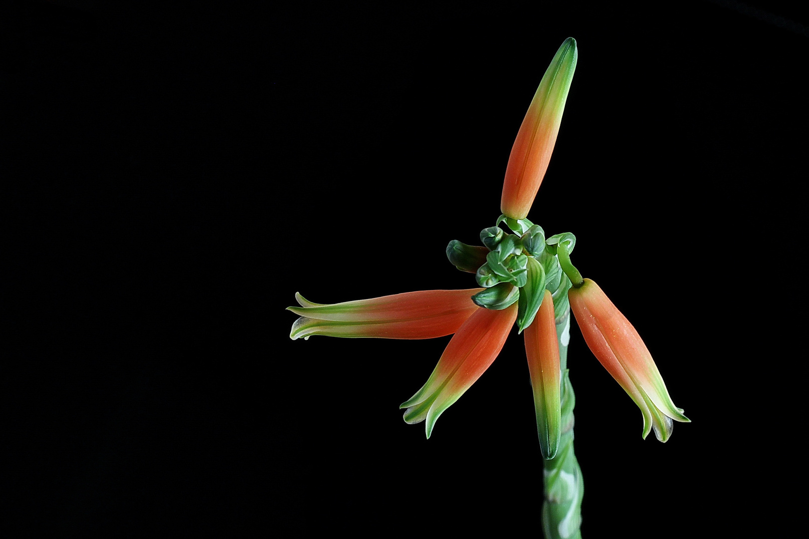 Aloe humilis