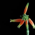 Aloe humilis