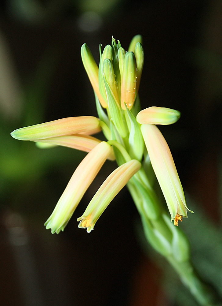 Aloe humulis im Blütenstand.