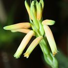 Aloe humulis im Blütenstand.