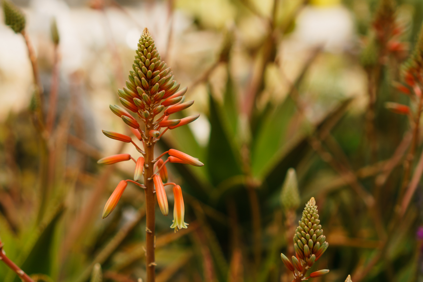 Aloe in der Sonne Griechenland's