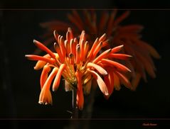 Aloe in Rot-Orange