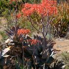 Aloe Maculata