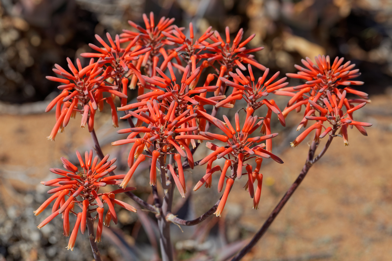 Aloe Maculata_1