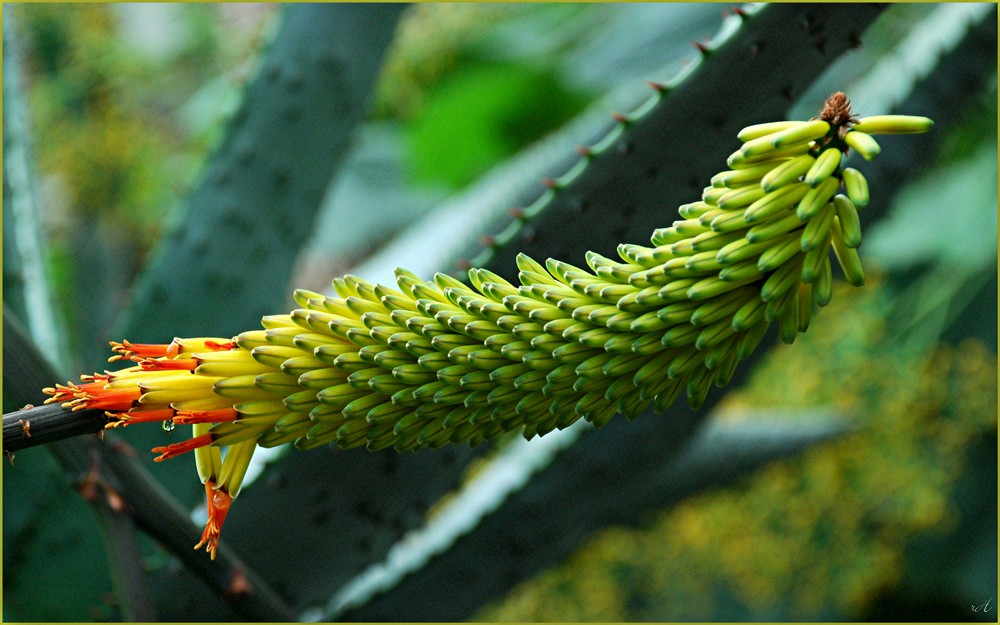 Aloe marlothii