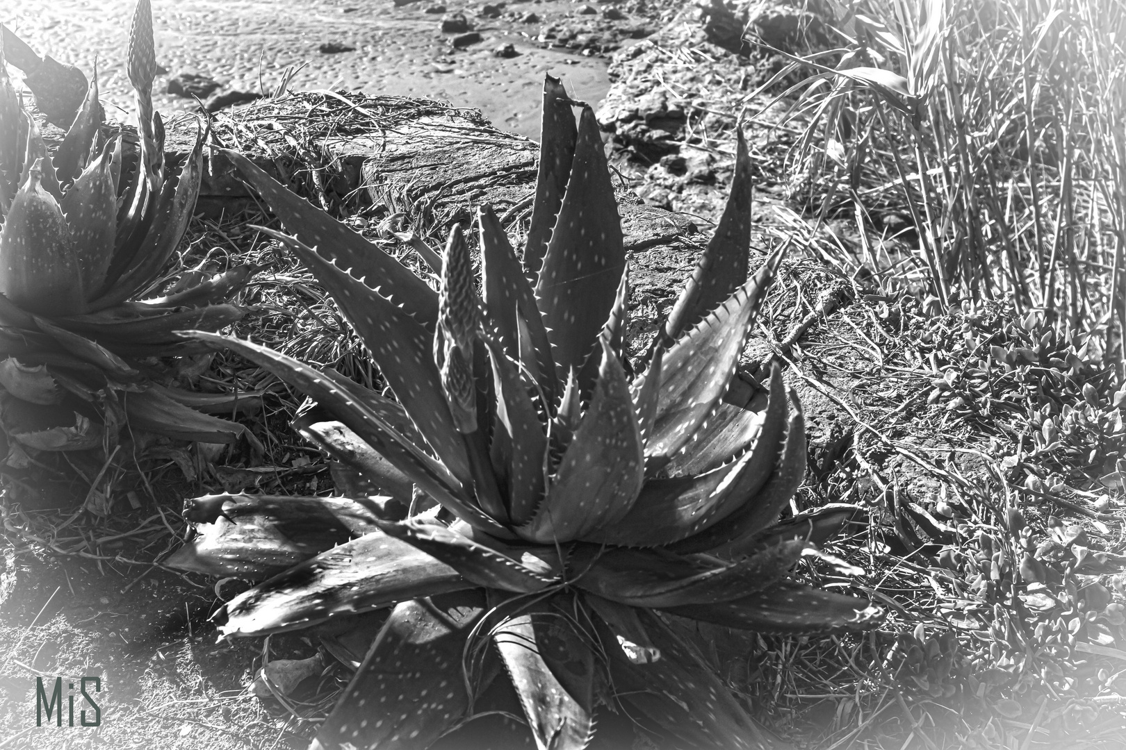 Aloe melanacantha 