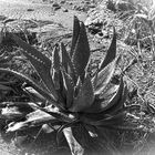 Aloe melanacantha 