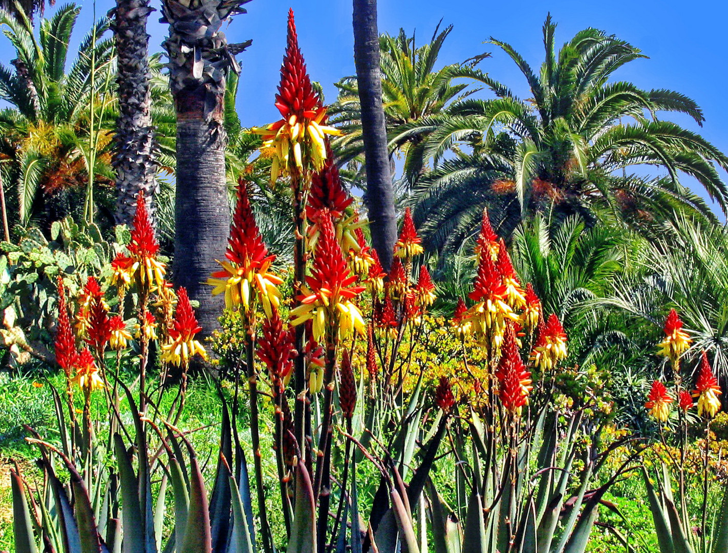 Aloe mutabilis