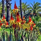 Aloe mutabilis