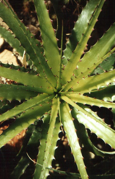 Aloe Nr.3