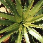 Aloe Nr.3