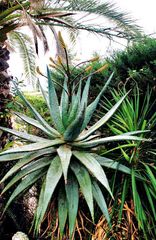 Aloe oder Agave