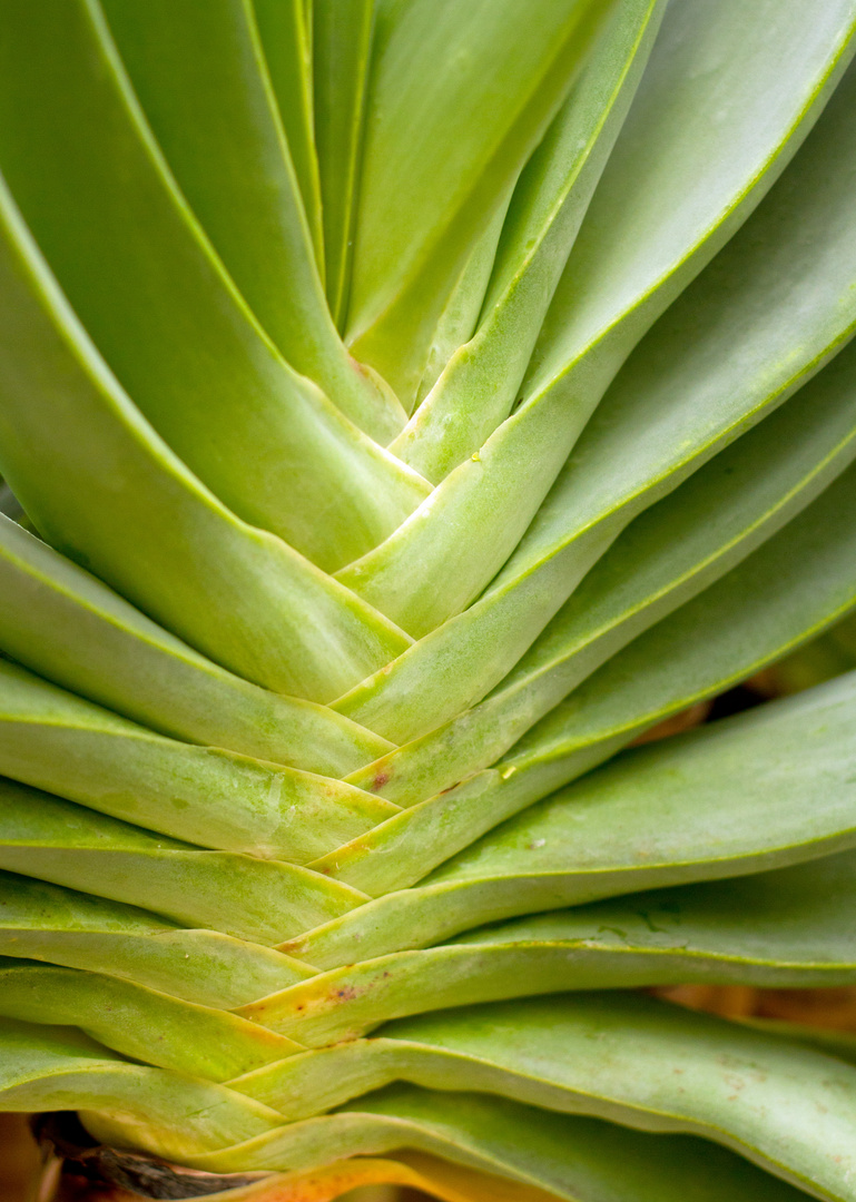 Aloe plicatilis