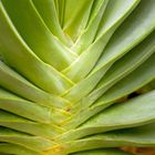 Aloe plicatilis