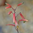 Aloe plicatilis