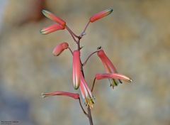 Aloe plicatilis