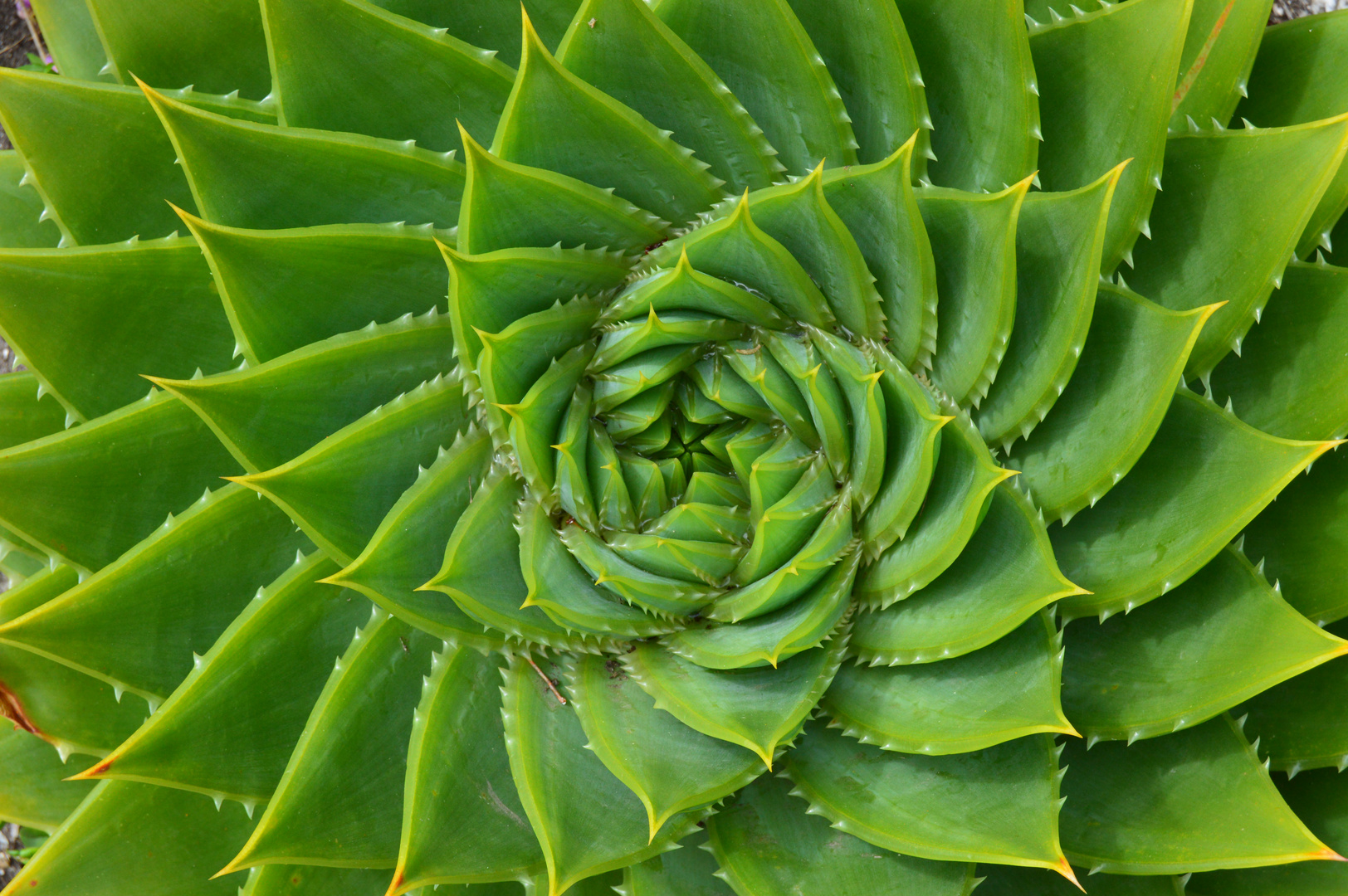 Aloe polyphylla