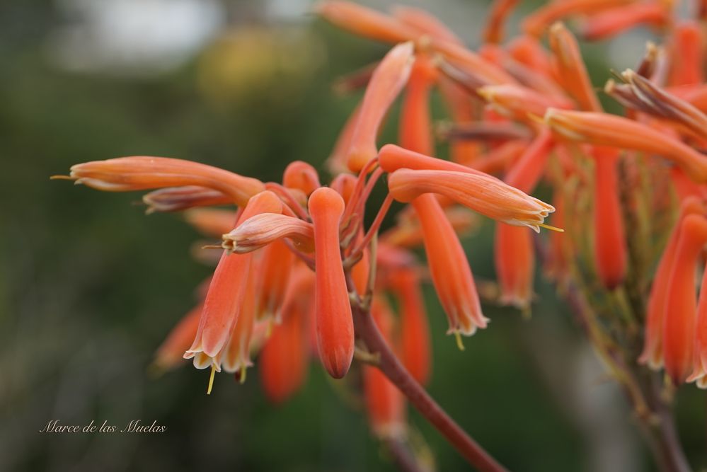 ...Aloe Saponaria...