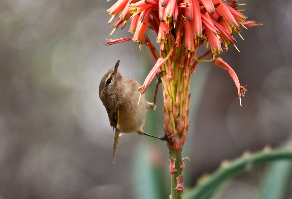 Aloe schmeckt mir