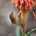 Aloe schmeckt mir