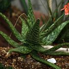 Aloe somaliensis