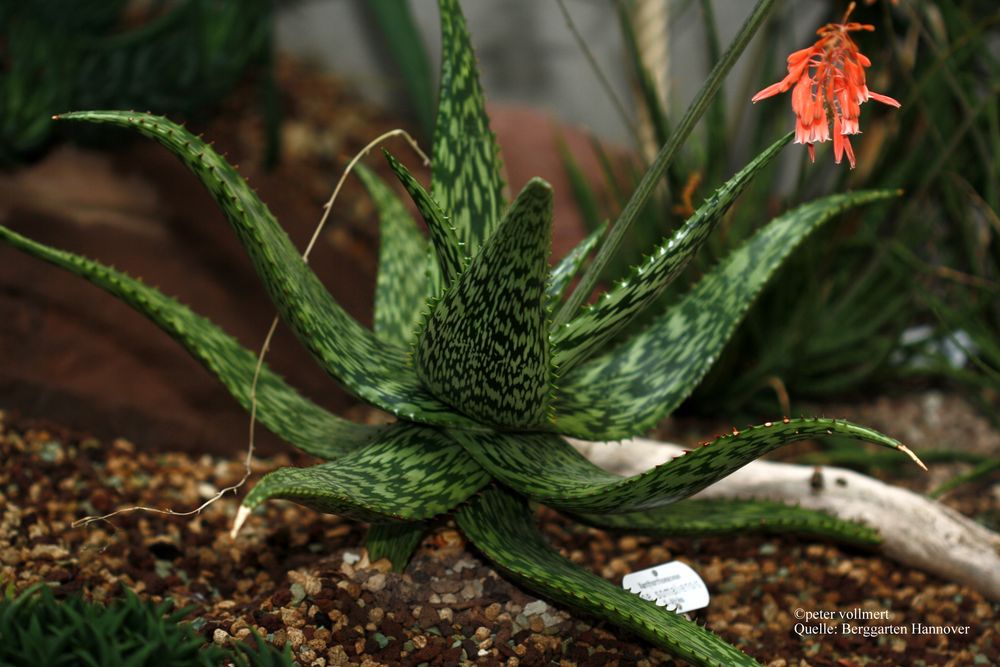 Aloe somaliensis