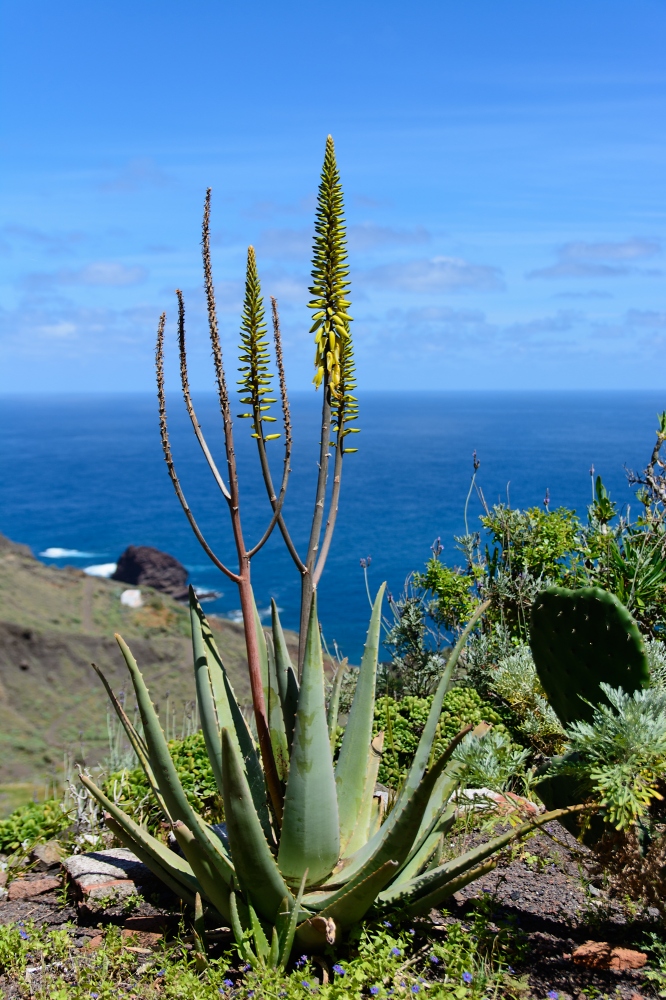 Aloe species