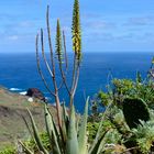 Aloe species