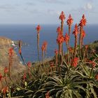 Aloe Spinosissima