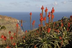 Aloe Spinosissima