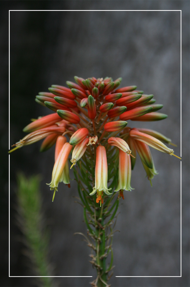 Aloe Succotrina