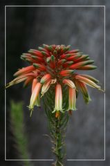 Aloe Succotrina