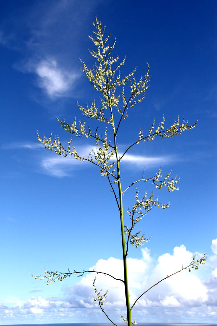 Aloe-Tree