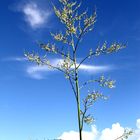 Aloe-Tree