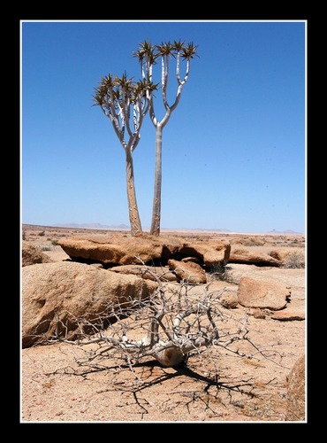 Aloe und Commiphora saxicola