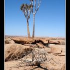 Aloe und Commiphora saxicola