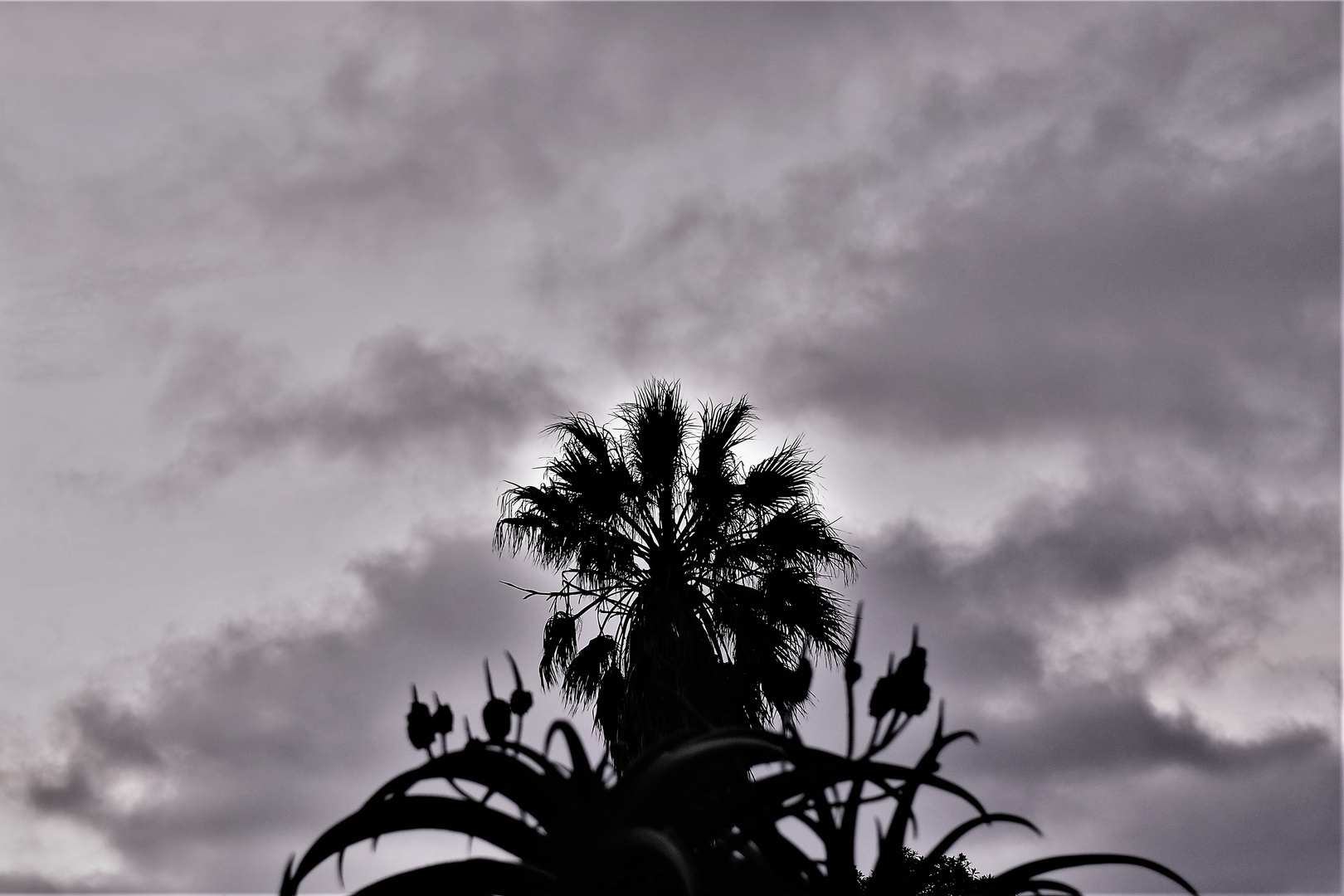 Aloe und Palme unter dem Abendhimmel...