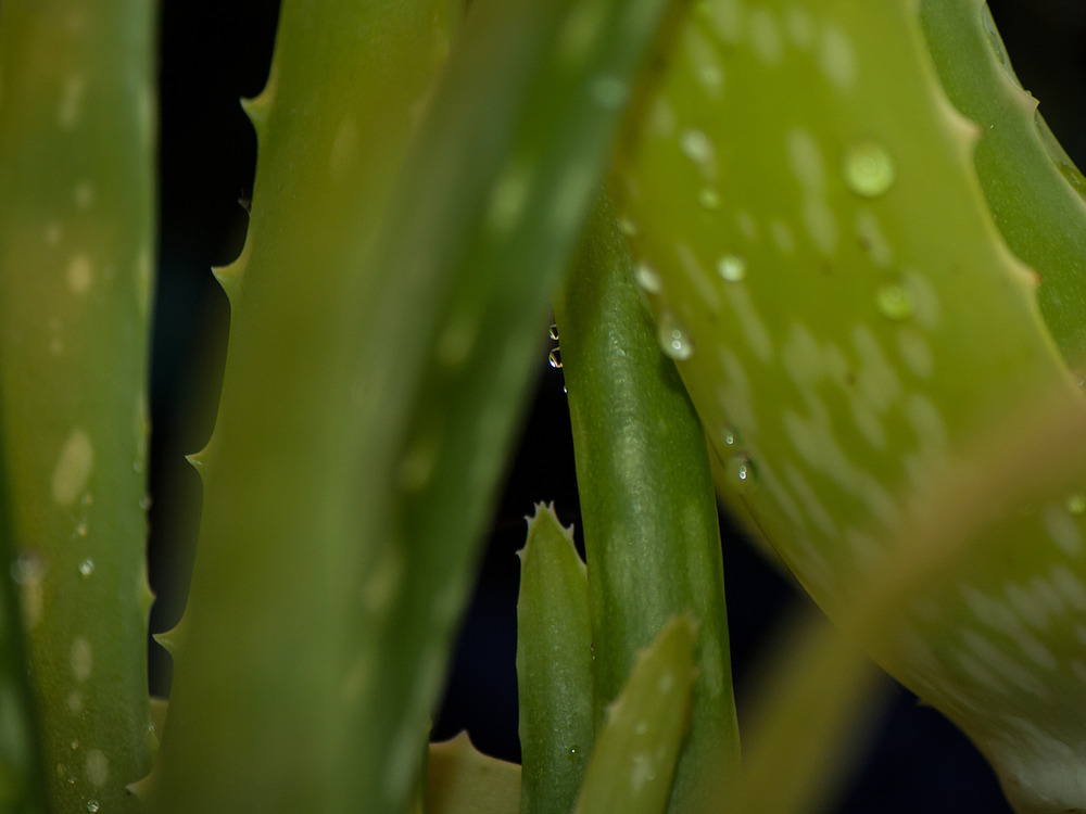 Aloe Vera