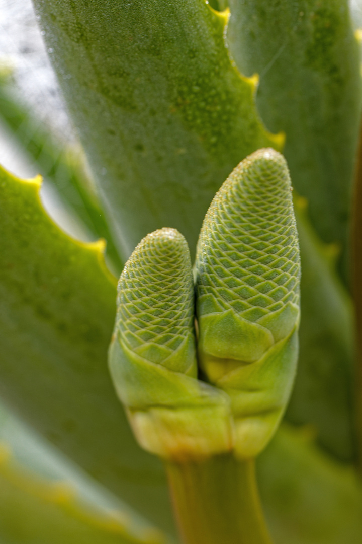 Aloe vera