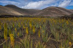 Aloe Vera